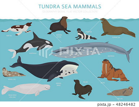 Tundra biome. ecosystem world map 48246482