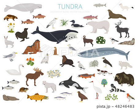Tundra biome. ecosystem world map 48246483