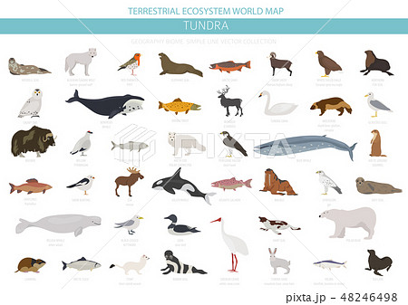 Tundra biome. ecosystem world map Tundra biome. ecosystem world map 48246498
