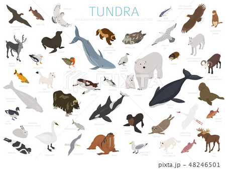 Tundra biome. ecosystem world map 48246501