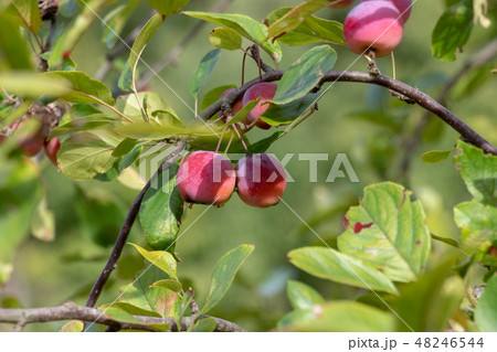 クラブアップル 千葉県船橋市 クラブアップル 千葉県船橋市 48246544
