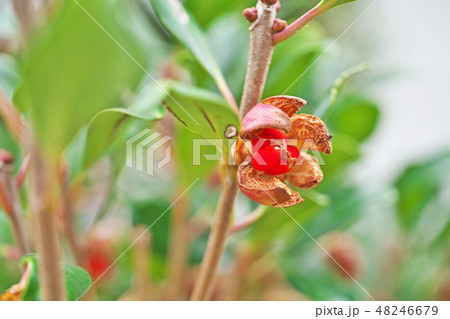 割れた赤いモッコクの実 割れた赤いモッコクの実 48246679