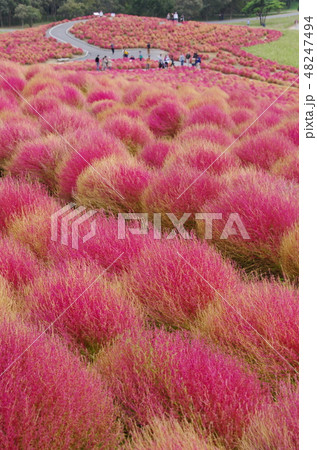 ひたち海浜公園の紅葉したコキア/秋 ひたち海浜公園の紅葉したコキア/秋 48247494