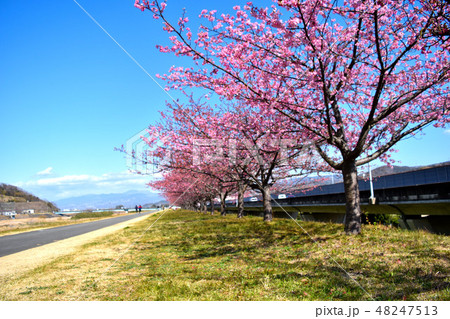 狩野川堤防沿いの桜 狩野川堤防沿いの桜 48247513