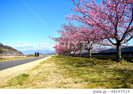 狩野川堤防沿いの桜 狩野川堤防沿いの桜 48247514