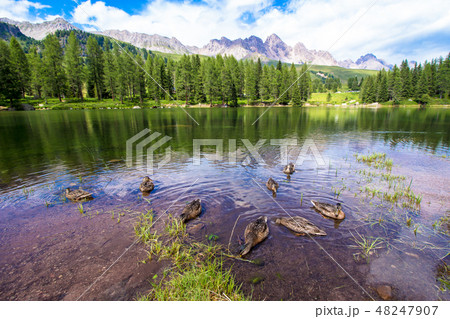 San Pellegrino lake in the Italian Dolomites 48247907