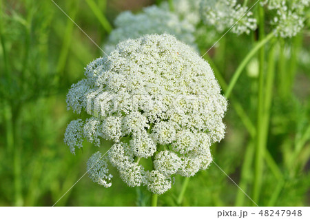 背景をぼかして、レースフラワーと推定される植物の白い花房をクローズアップで撮影した写真 背景をぼかして、レースフラワーと推定される植物の白い花房をクローズアップで撮影した写真 48247948