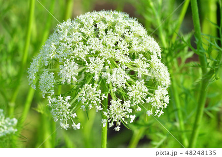 背景をぼかして、レースフラワーと推定される植物の白い花房をクローズアップで撮影した写真 48248135