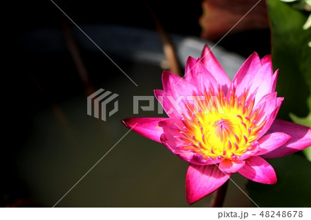 Beautiful lotus flowers in tropical Beautiful lotus flowers in tropical 48248678
