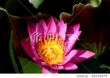 Beautiful lotus flowers in tropical 48248679