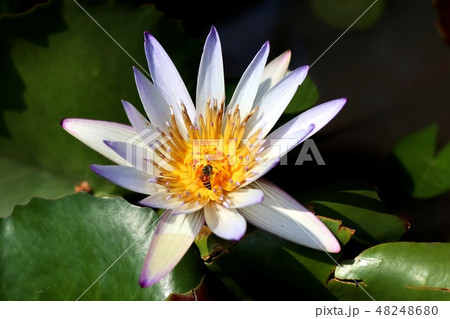 Beautiful lotus flowers in tropical Beautiful lotus flowers in tropical 48248680