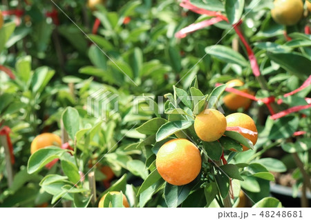 Orange tree in garden 48248681