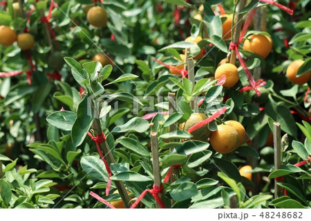 Orange tree in garden Orange tree in garden 48248682