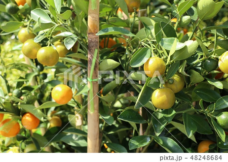 Orange tree in garden 48248684