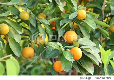 Orange tree in garden 48248709