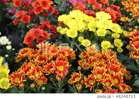 Chrysanthemum flower in tropical Chrysanthemum flower in tropical 48248723