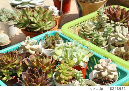 Calandiva or cactus for sell Calandiva or cactus for sell 48248982