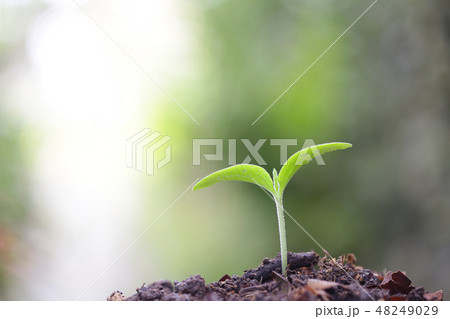 Young green plant growing 48249029