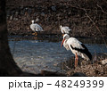 White stork near lake's shore, Europe, Ukraine. 48249399
