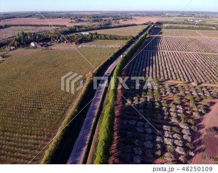 road and blossoming apple tree orchard, aerial 48250109