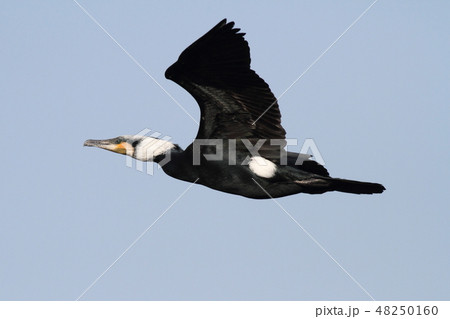 飛んでいるカワウ 48250160