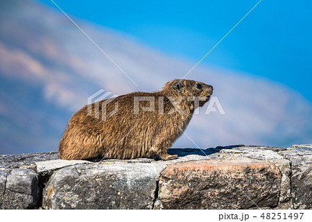 Rock Hyrax or Procavia capensis at Table Mountain 48251497