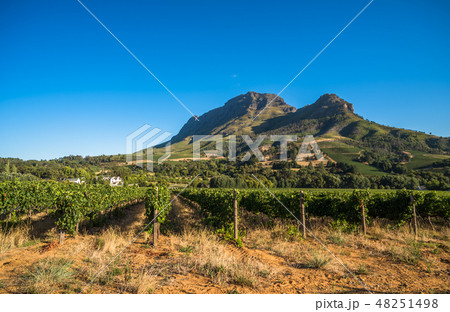 Beautiful landscape of Cape Winelands, SAR Beautiful landscape of Cape Winelands, SAR 48251498