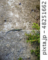 Lizard reptile on stone 48251662