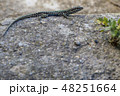 Lizard reptile on stone 48251664