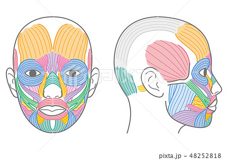 顔の筋肉 正面 側頭部のイラスト素材