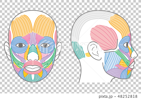 Facial Muscle Front Side Temporal Part Stock Illustration