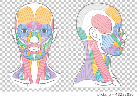 顔と首回りの筋肉　正面　側面 48252856