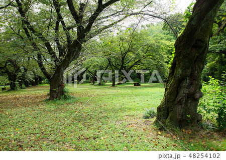 小石川植物園の林の新緑と紫色のヤブランの花 48254102