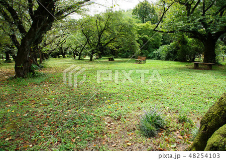 小石川植物園の林の新緑と紫色のヤブランの花 48254103
