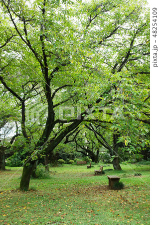 小石川植物園の林の新緑と紫色のヤブランの花 小石川植物園の林の新緑と紫色のヤブランの花 48254109