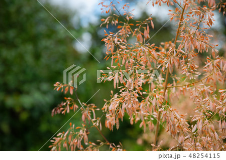 小石川植物園のタケニグサの花 48254115