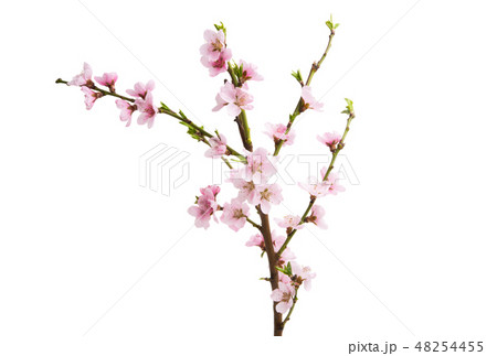 sakura flowers isolated sakura flowers isolated 48254455