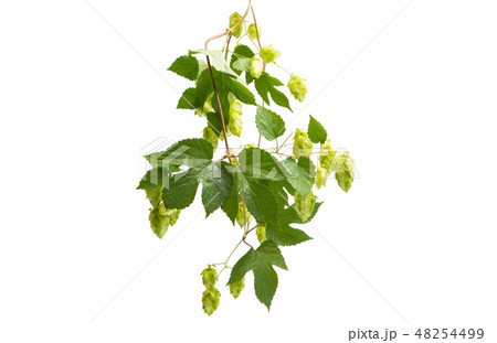 hop cones isolated hop cones isolated 48254499