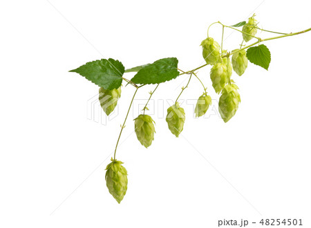 hop cones isolated hop cones isolated 48254501