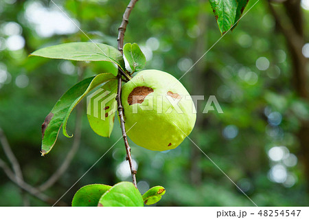 小石川植物園の花梨の実 48254547