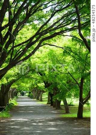 小石川植物園の遊歩道沿いのモミジの木の新緑 小石川植物園の遊歩道沿いのモミジの木の新緑 48254575