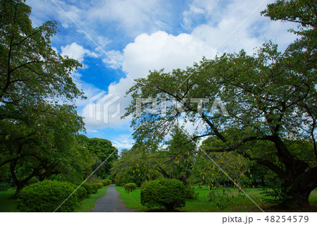 小石川植物園の林の新緑と青空 小石川植物園の林の新緑と青空 48254579