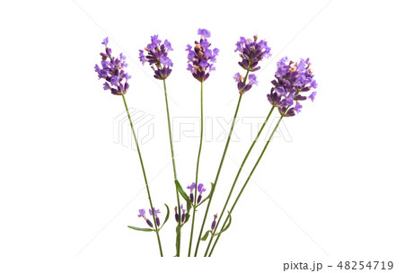lavender isolated lavender isolated 48254719