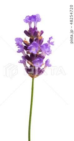 lavender isolated 48254720