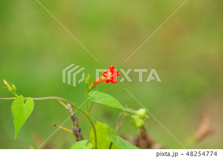 小石川植物園のツタに咲く小さな赤い花と蕾の写真素材