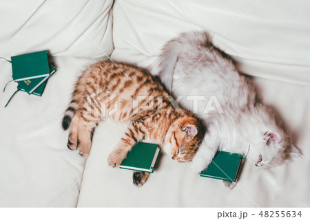 Two adorable little cats are tired and sleeping after reading the books. Top view 48255634
