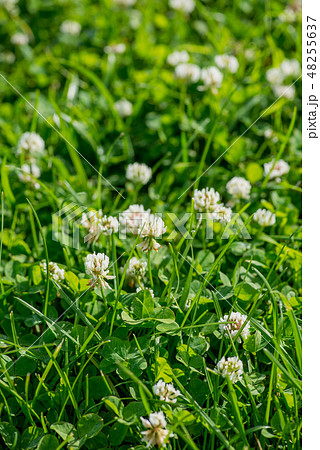 white Flowering clover Trifolium pratense. selective focus macro shot with shallow DOF 48255637