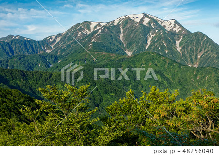 枝折峠付近から見る初夏の越後駒ヶ岳 枝折峠付近から見る初夏の越後駒ヶ岳 48256040