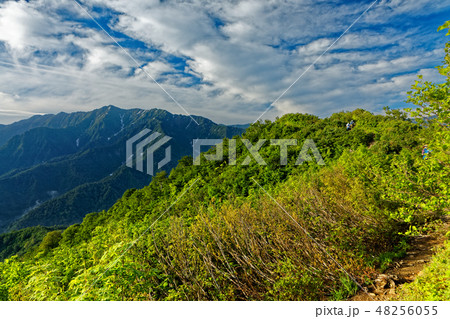 新緑の枝折峠付近の登山道を行くハイカーと荒沢岳 48256055