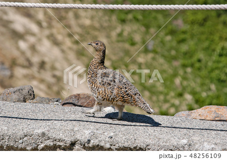 北アルプスの雷鳥 2007年8月 北アルプスの雷鳥 2007年8月 48256109